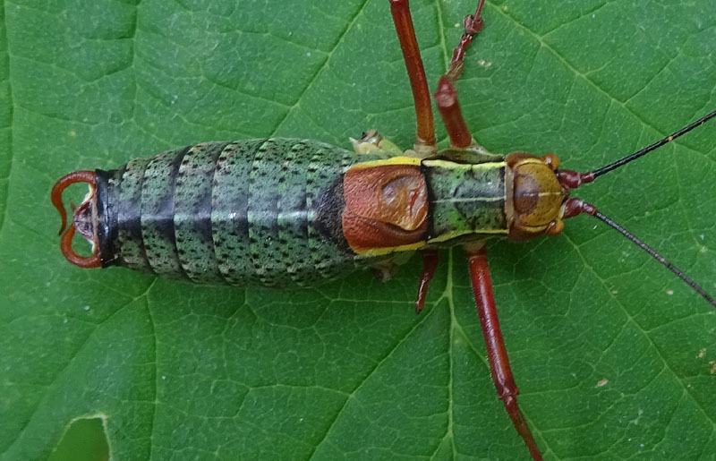 Barbitistes alpinus - Phaneropteridae (maschio)